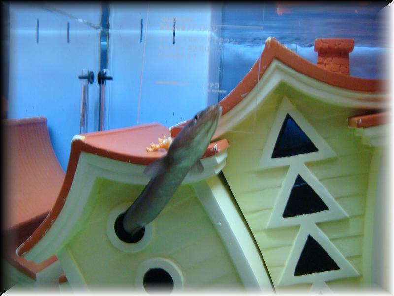 DSC00818